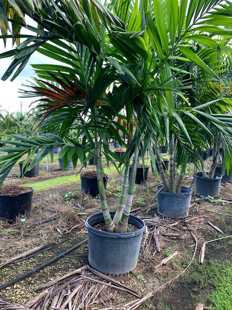 ptychosperma-elegans-alexander-palm-solitaire-palm