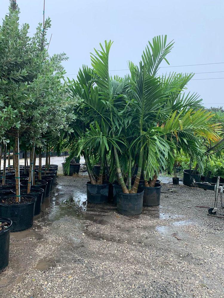 ptychosperma-elegans-alexander-palm-solitaire-palm