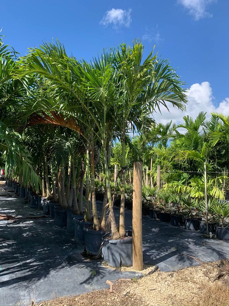 ptychosperma-elegans-alexander-palm-solitaire-palm