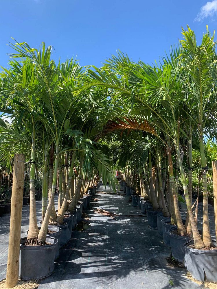ptychosperma-elegans-alexander-palm-solitaire-palm