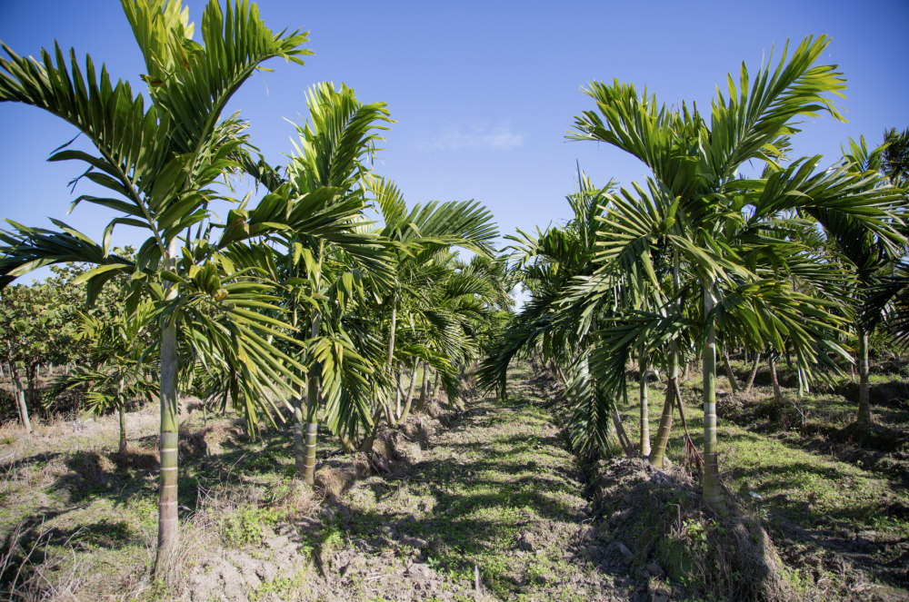 ptychosperma-elegans-alexander-palm-solitaire-palm