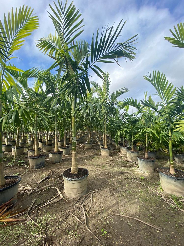 ptychosperma-elegans-alexander-palm-solitaire-palm