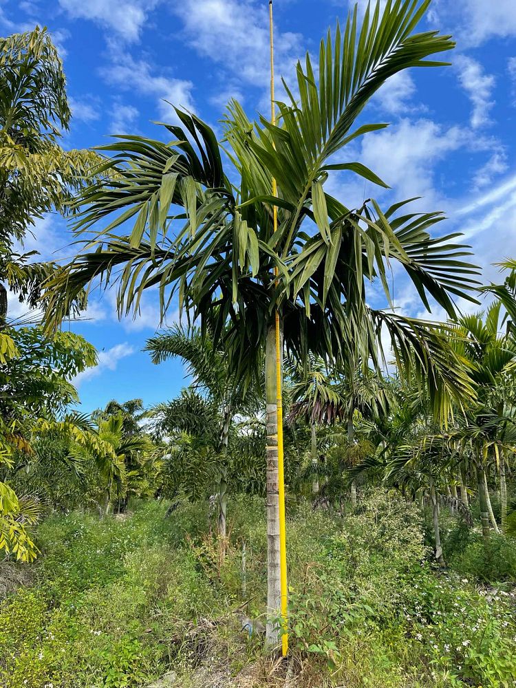 ptychosperma-elegans-alexander-palm-solitaire-palm