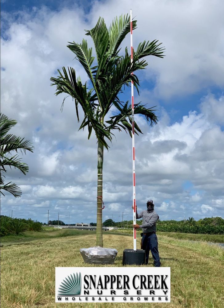 ptychosperma-elegans-alexander-palm-solitaire-palm