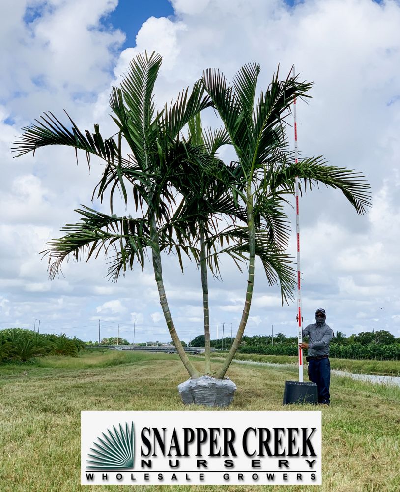 ptychosperma-elegans-alexander-palm-solitaire-palm