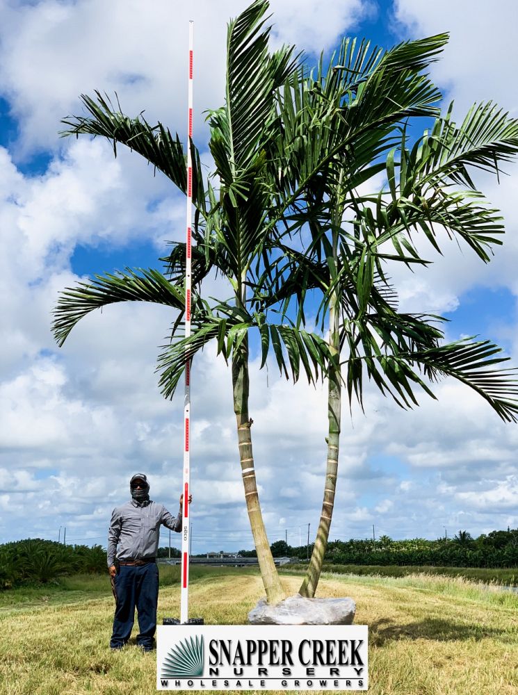 ptychosperma-elegans-alexander-palm-solitaire-palm