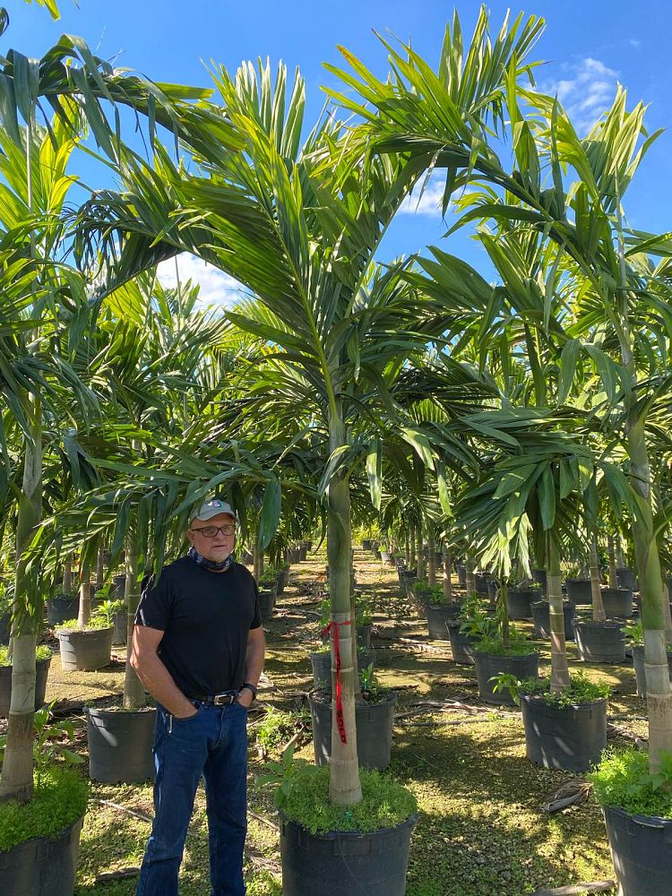 ptychosperma-elegans-alexander-palm-solitaire-palm
