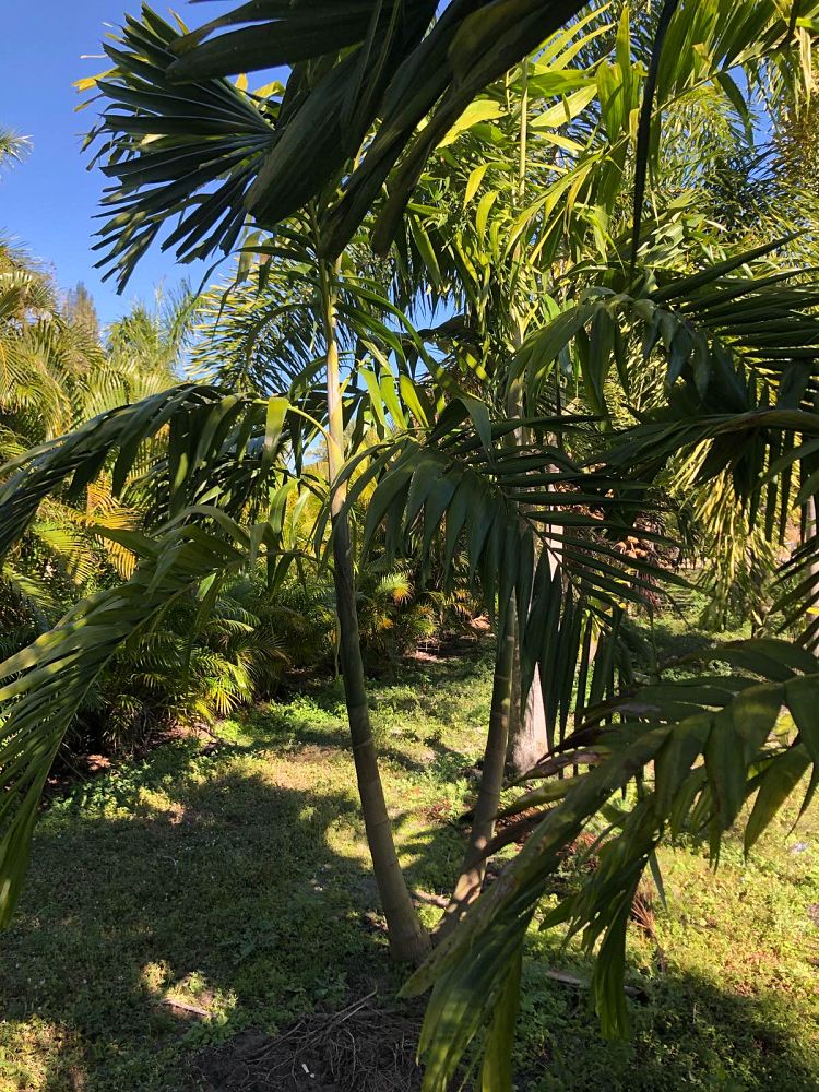 ptychosperma-elegans-alexander-palm-solitaire-palm