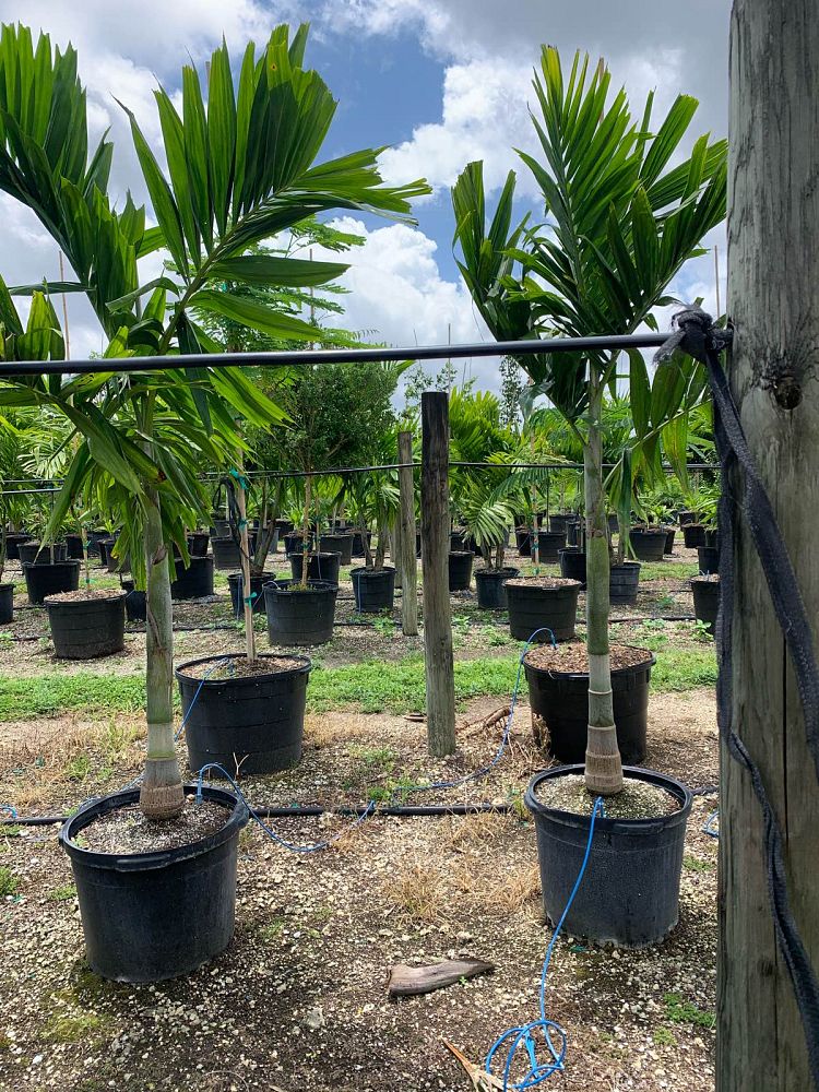 ptychosperma-elegans-alexander-palm-solitaire-palm