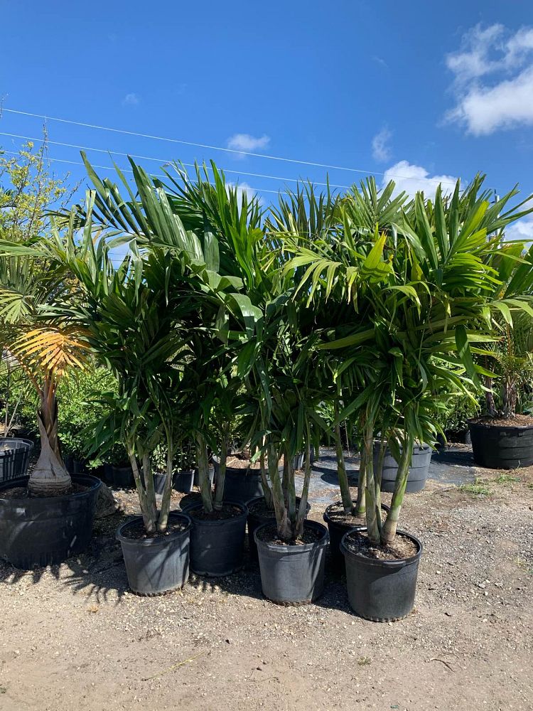 ptychosperma-elegans-alexander-palm-solitaire-palm