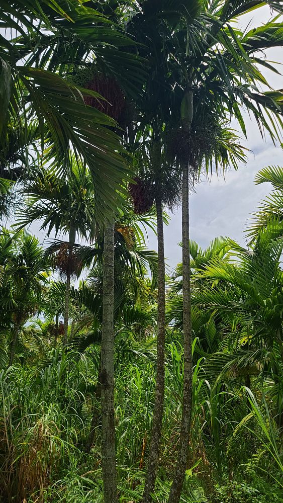 ptychosperma-elegans-alexander-palm-solitaire-palm