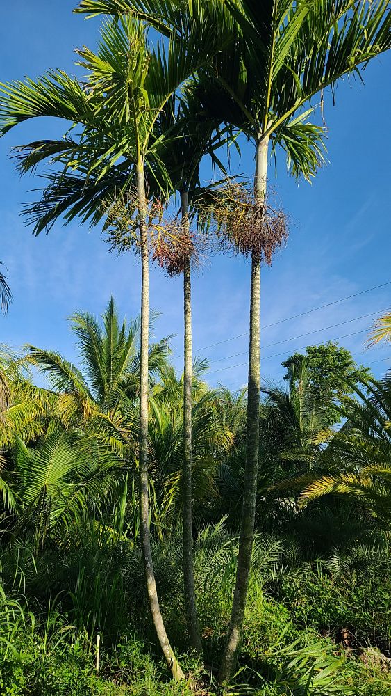ptychosperma-elegans-alexander-palm-solitaire-palm
