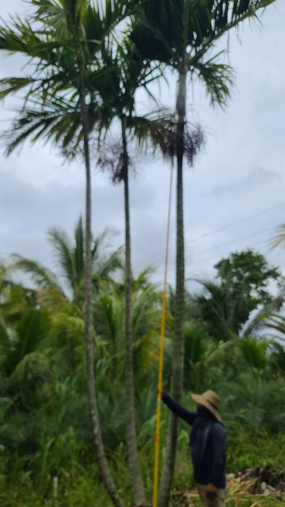 ptychosperma-elegans-alexander-palm-solitaire-palm