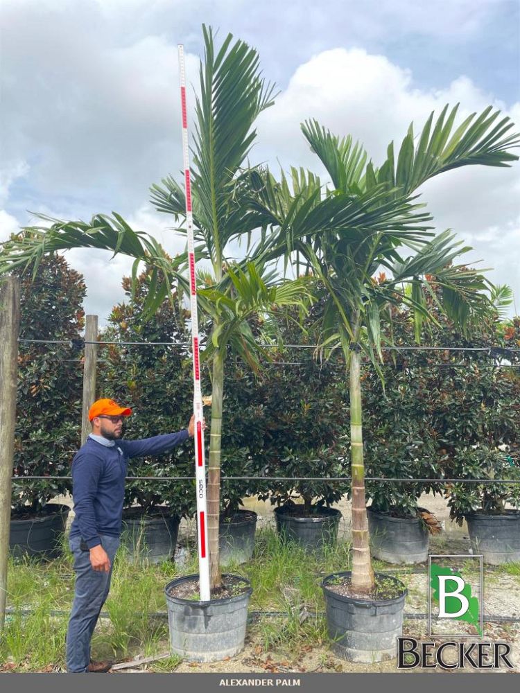 ptychosperma-elegans-alexander-palm-solitaire-palm