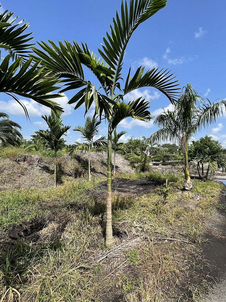 ptychosperma-elegans-alexander-palm-solitaire-palm