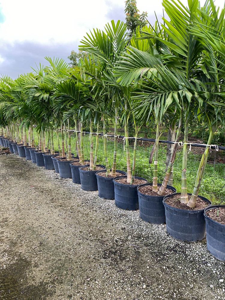 ptychosperma-elegans-alexander-palm-solitaire-palm