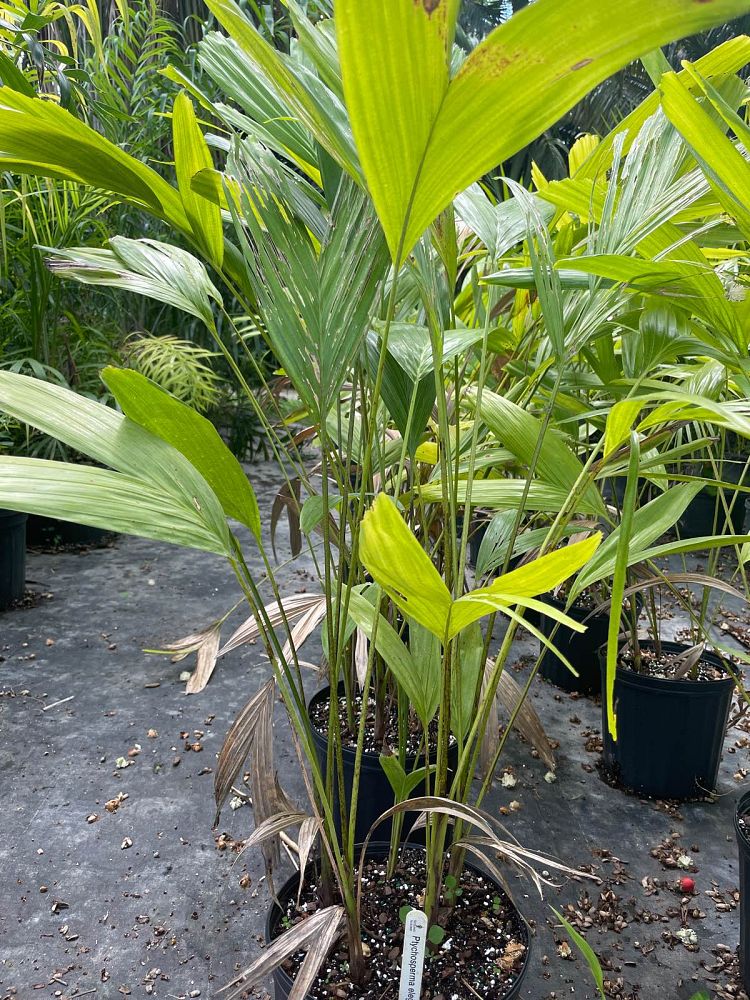 ptychosperma-elegans-alexander-palm-solitaire-palm
