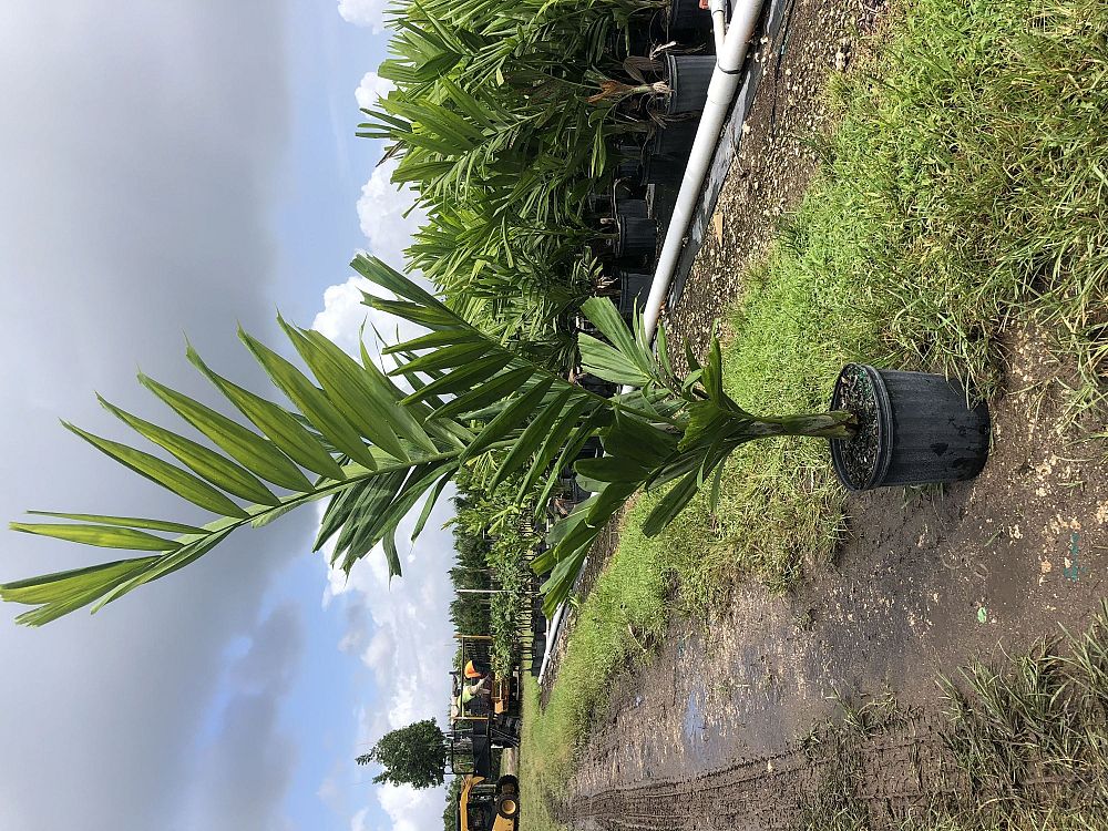 ptychosperma-elegans-alexander-palm-solitaire-palm