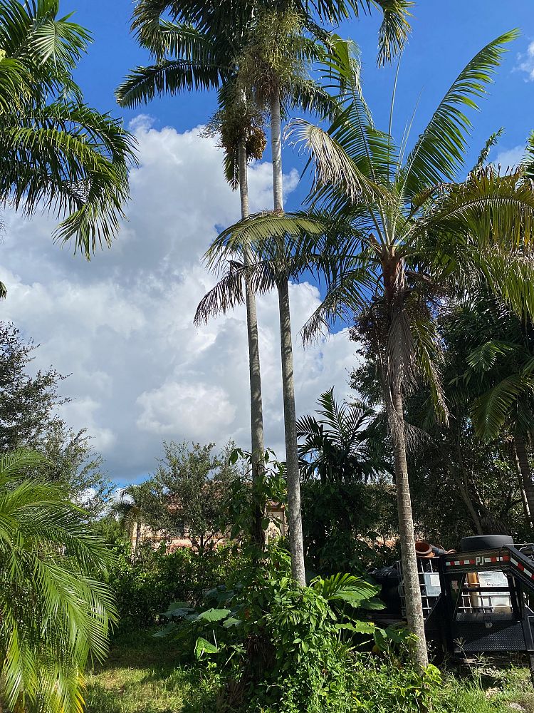 ptychosperma-elegans-alexander-palm-solitaire-palm