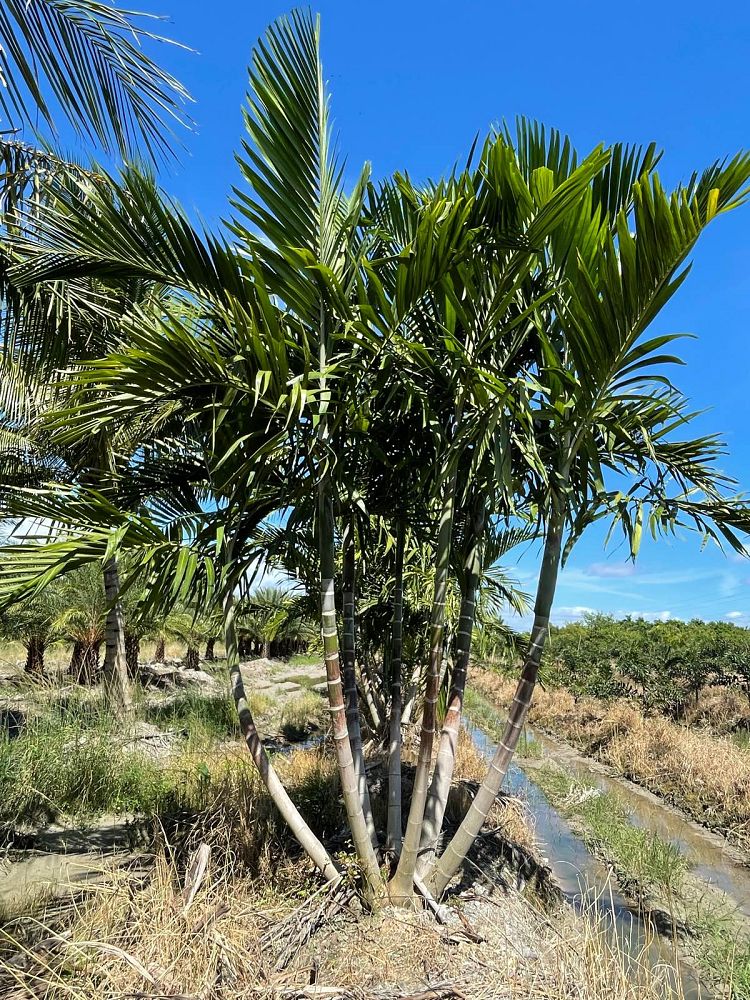 ptychosperma-elegans-alexander-palm-solitaire-palm