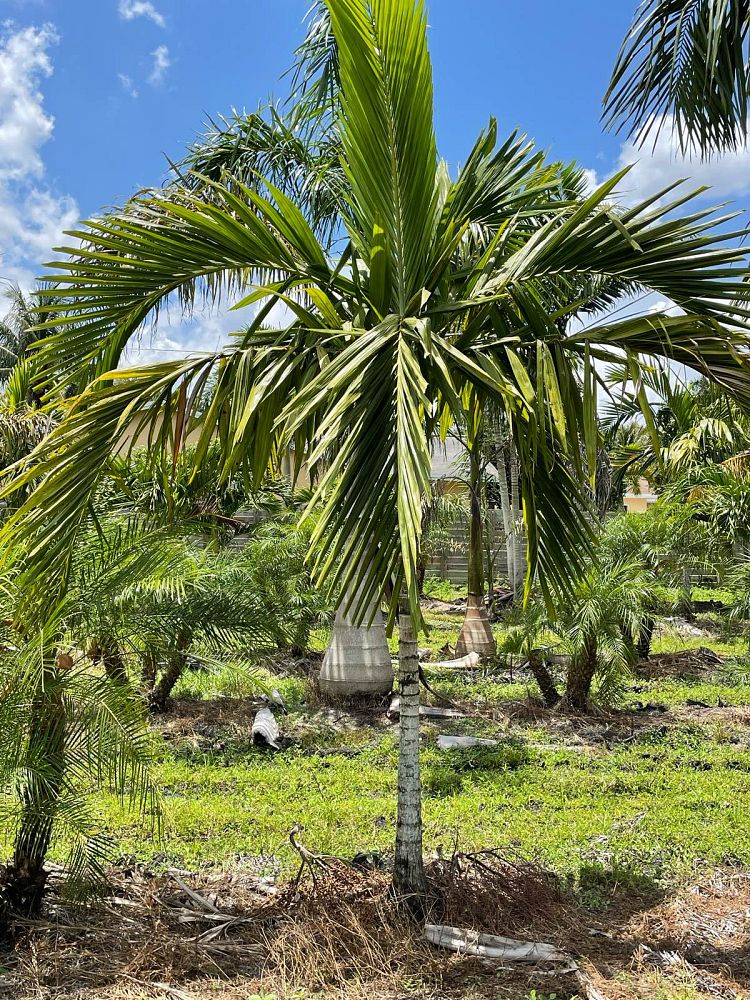 ptychosperma-elegans-alexander-palm-solitaire-palm