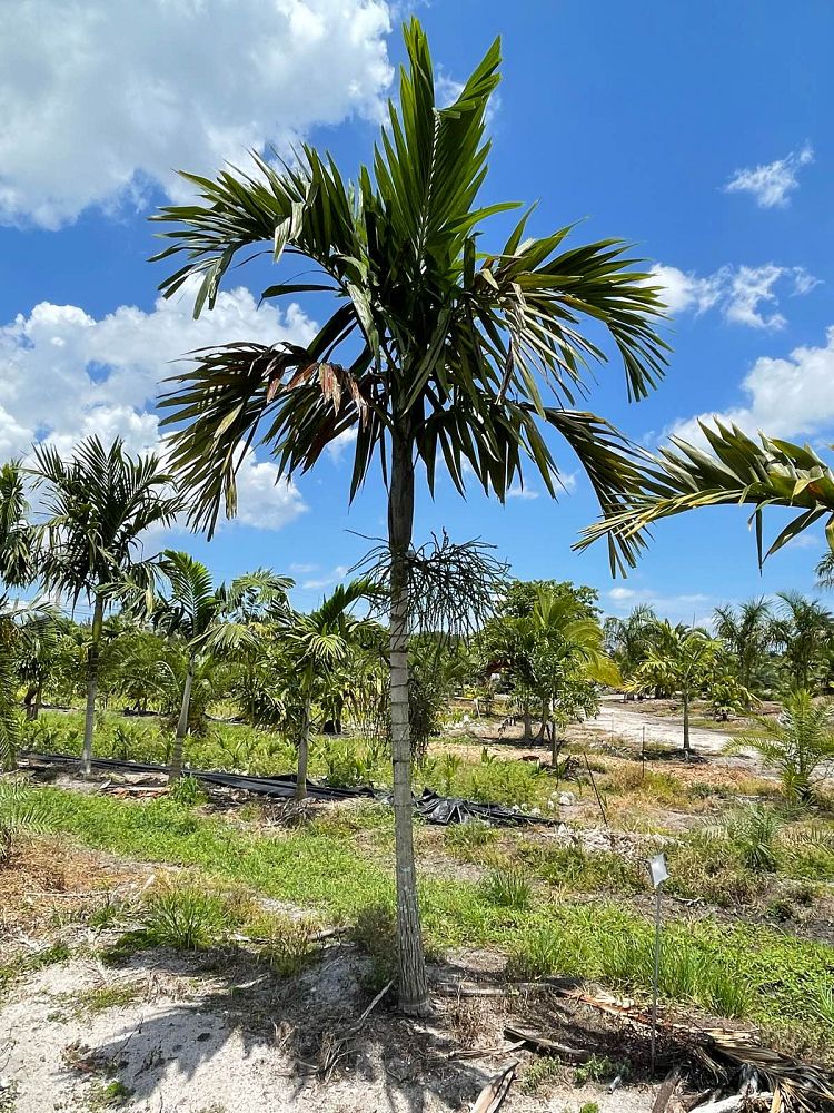 ptychosperma-elegans-alexander-palm-solitaire-palm