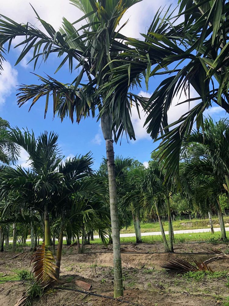 ptychosperma-elegans-alexander-palm-solitaire-palm