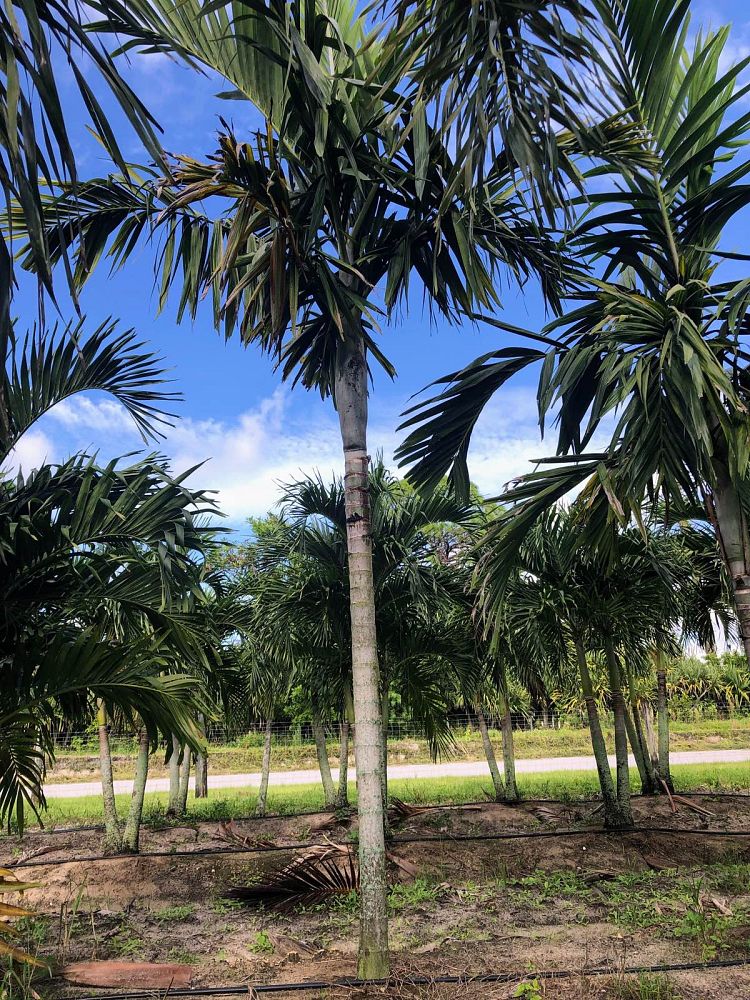 ptychosperma-elegans-alexander-palm-solitaire-palm