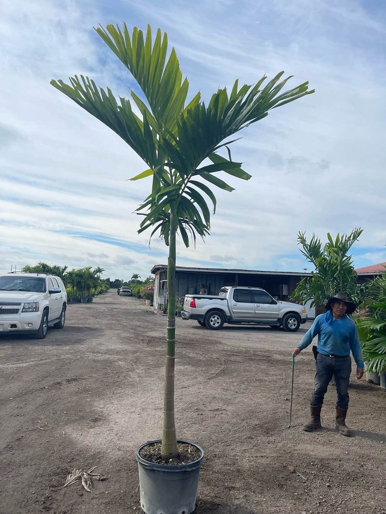 ptychosperma-elegans-alexander-palm-solitaire-palm