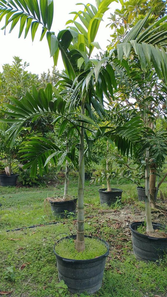 ptychosperma-elegans-alexander-palm-solitaire-palm