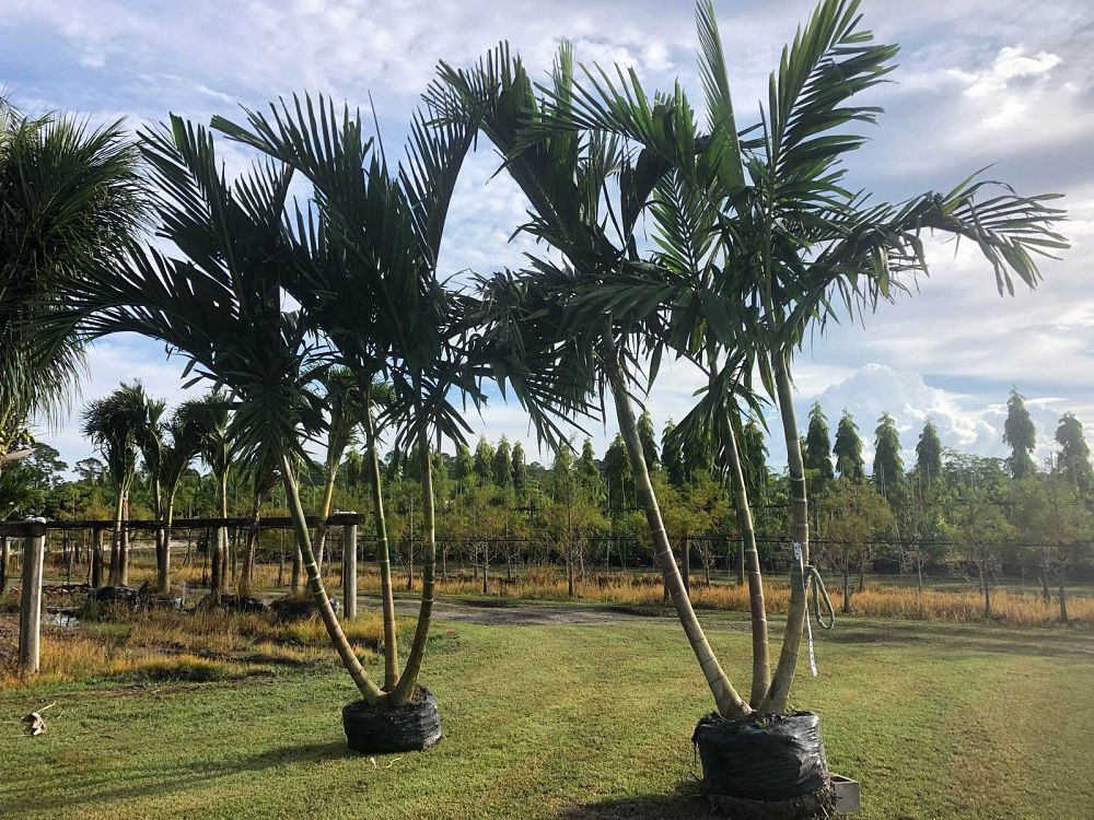 ptychosperma-elegans-alexander-palm-solitaire-palm