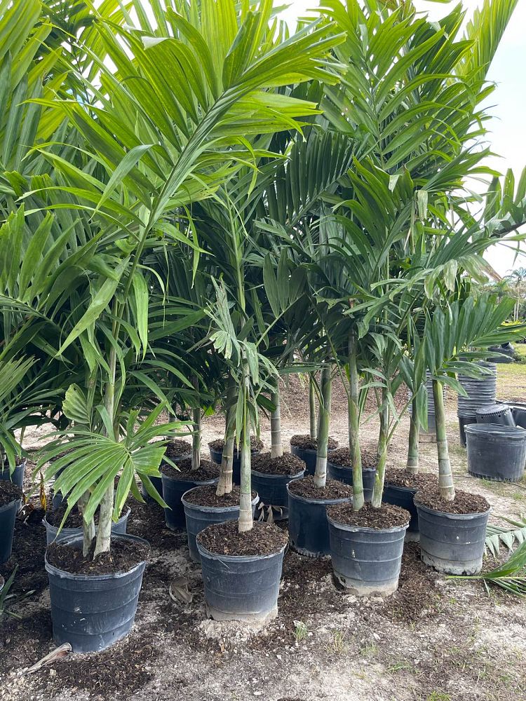 ptychosperma-elegans-alexander-palm-solitaire-palm