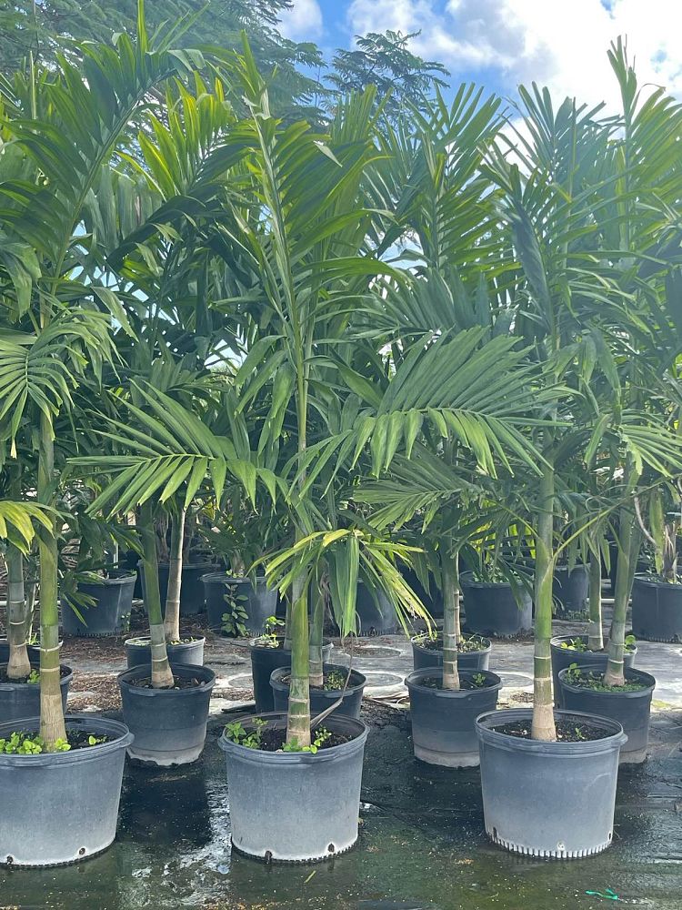 ptychosperma-elegans-alexander-palm-solitaire-palm