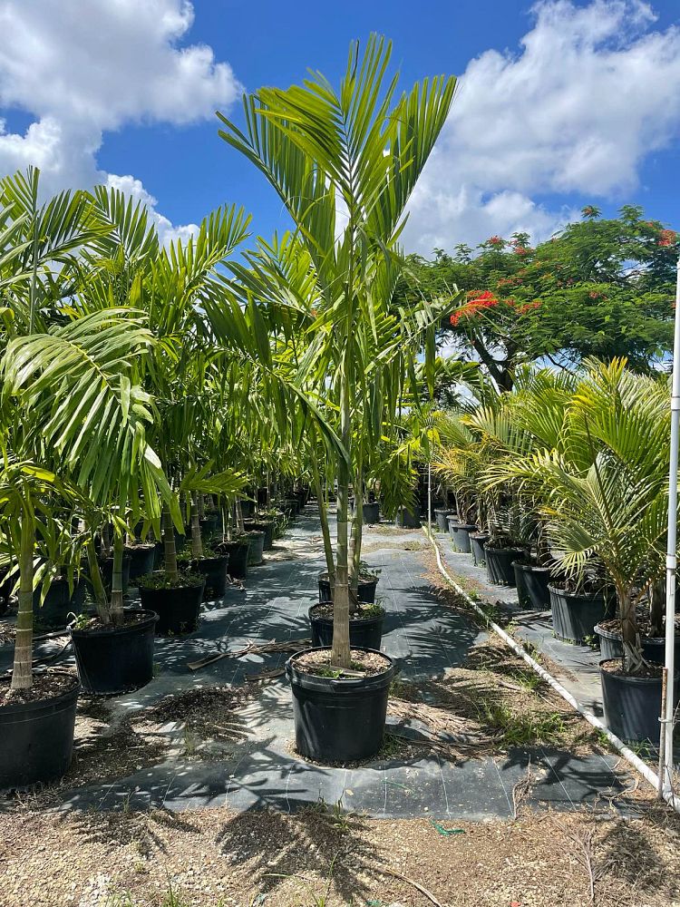 ptychosperma-elegans-alexander-palm-solitaire-palm
