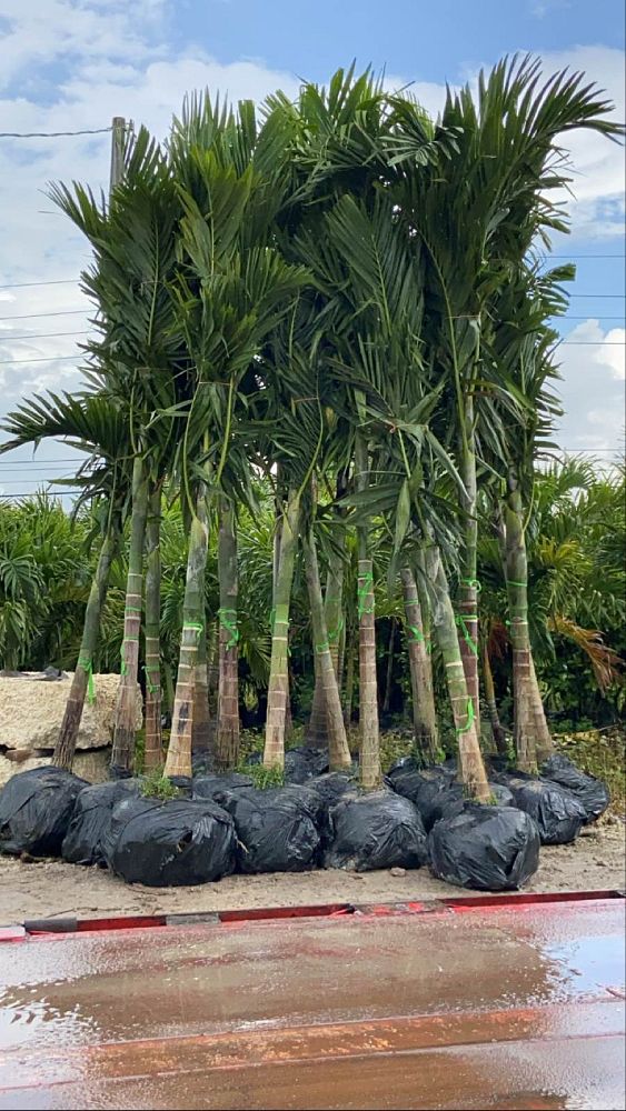 ptychosperma-elegans-alexander-palm-solitaire-palm