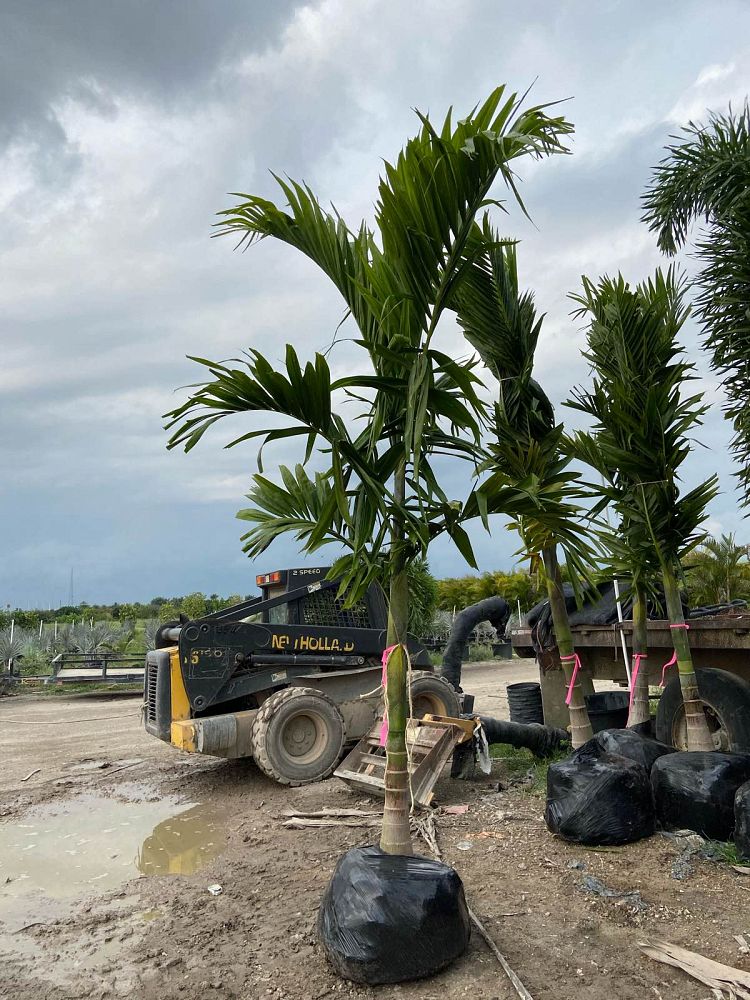 ptychosperma-elegans-alexander-palm-solitaire-palm