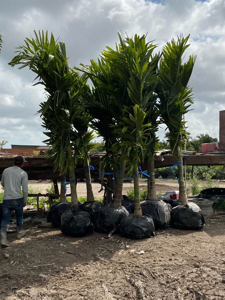 ptychosperma-elegans-alexander-palm-solitaire-palm