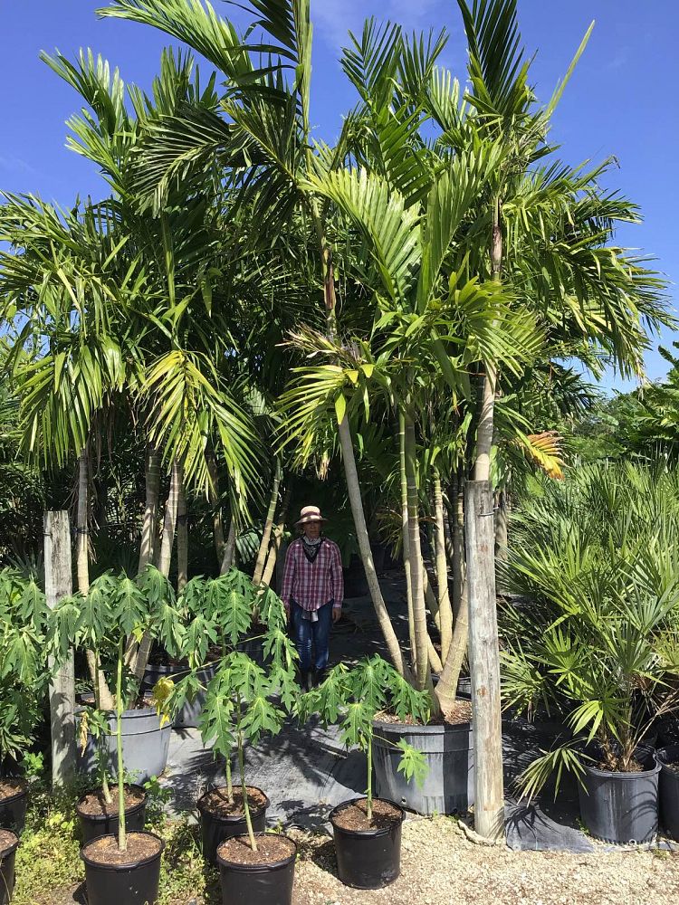 ptychosperma-elegans-alexander-palm-solitaire-palm