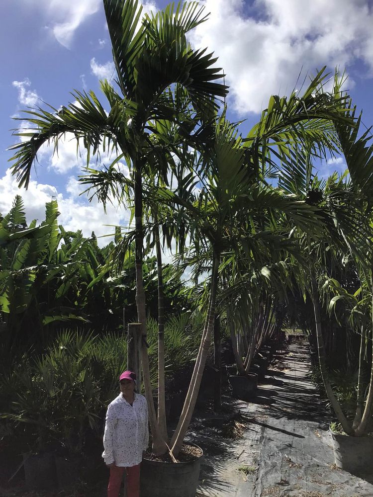 ptychosperma-elegans-alexander-palm-solitaire-palm