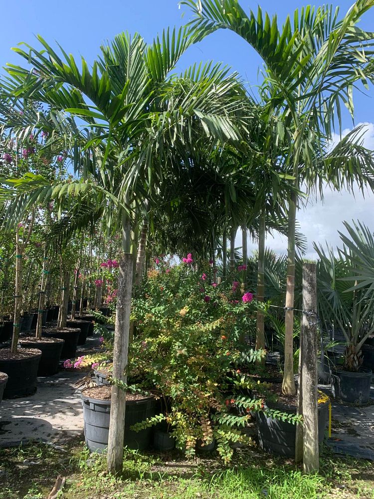 ptychosperma-elegans-alexander-palm-solitaire-palm