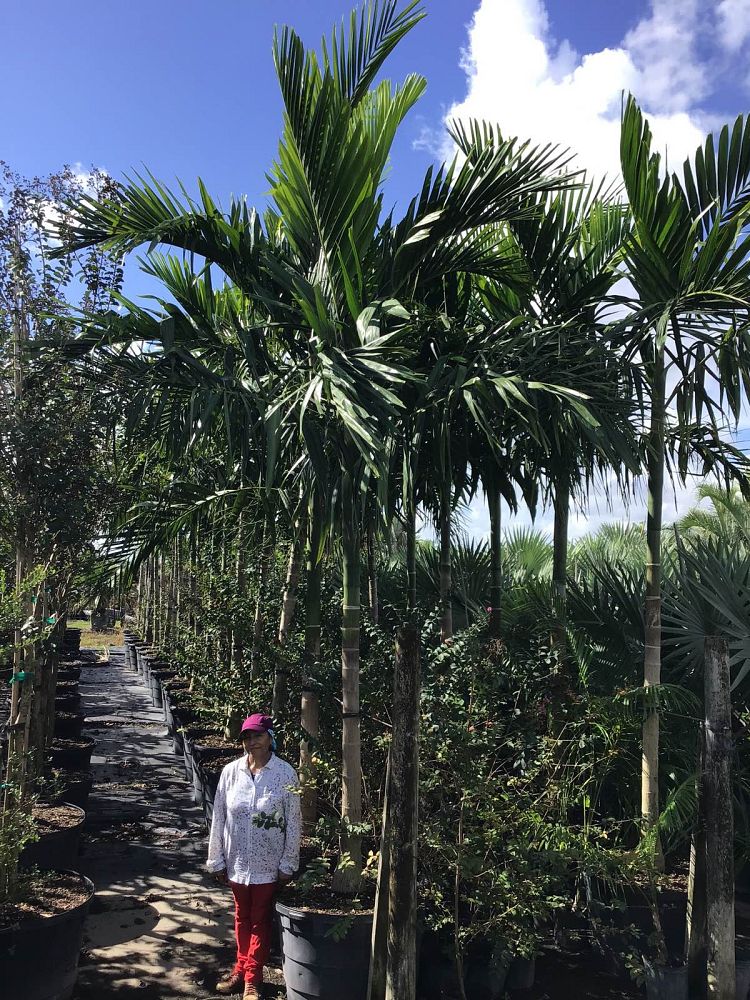 ptychosperma-elegans-alexander-palm-solitaire-palm