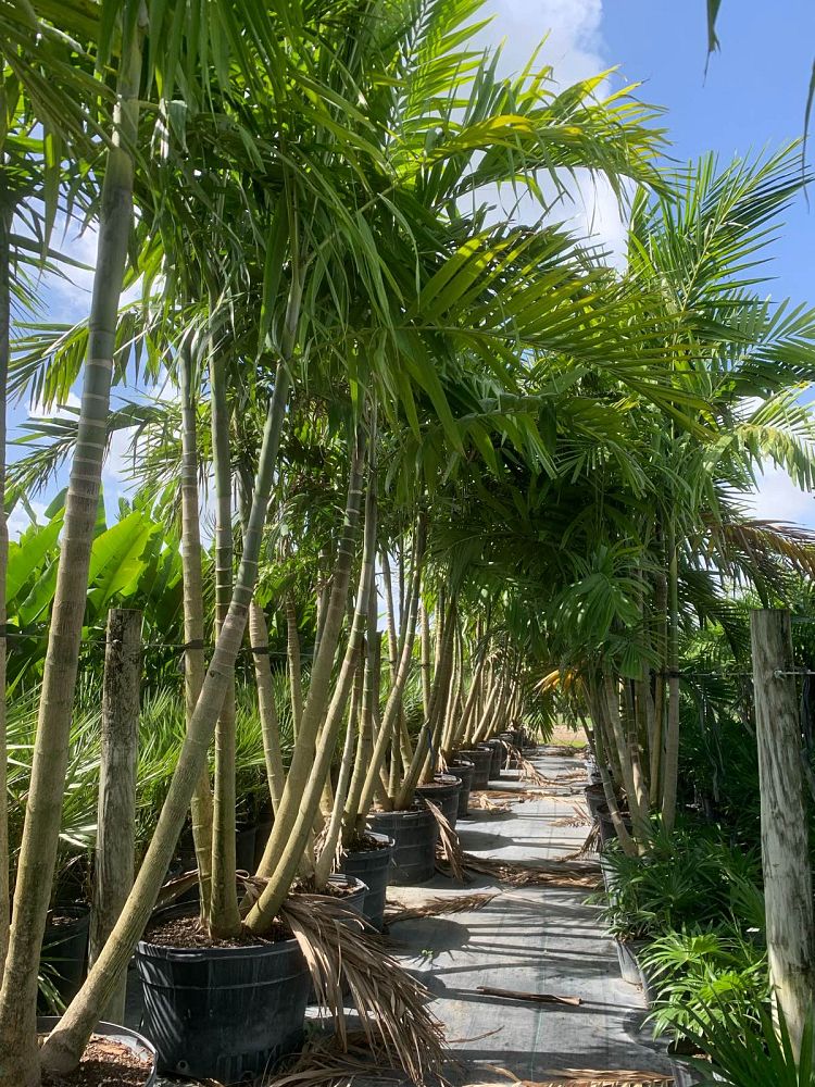 ptychosperma-elegans-alexander-palm-solitaire-palm