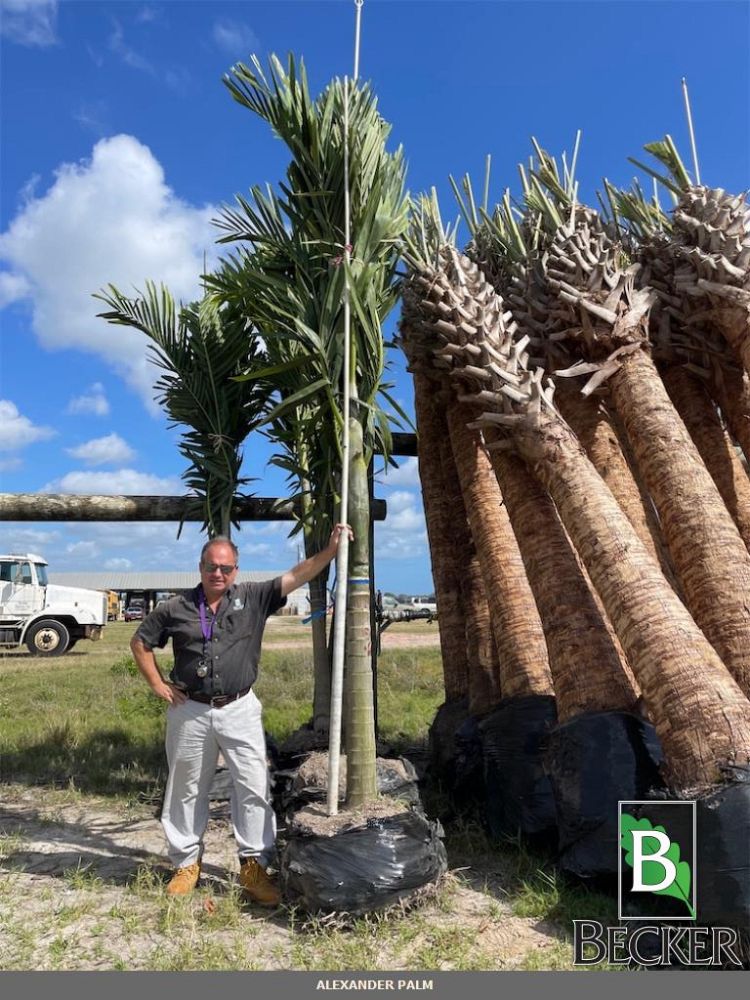 ptychosperma-elegans-alexander-palm-solitaire-palm