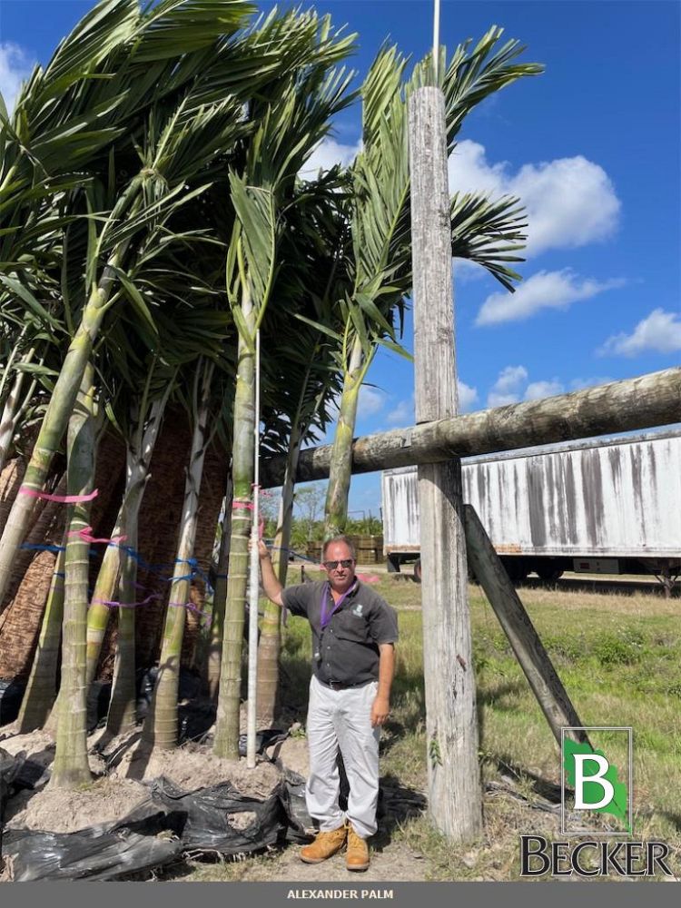 ptychosperma-elegans-alexander-palm-solitaire-palm