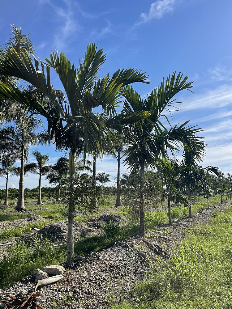 ptychosperma-elegans-alexander-palm-solitaire-palm