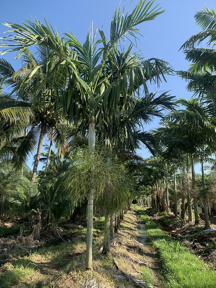 ptychosperma-elegans-alexander-palm-solitaire-palm