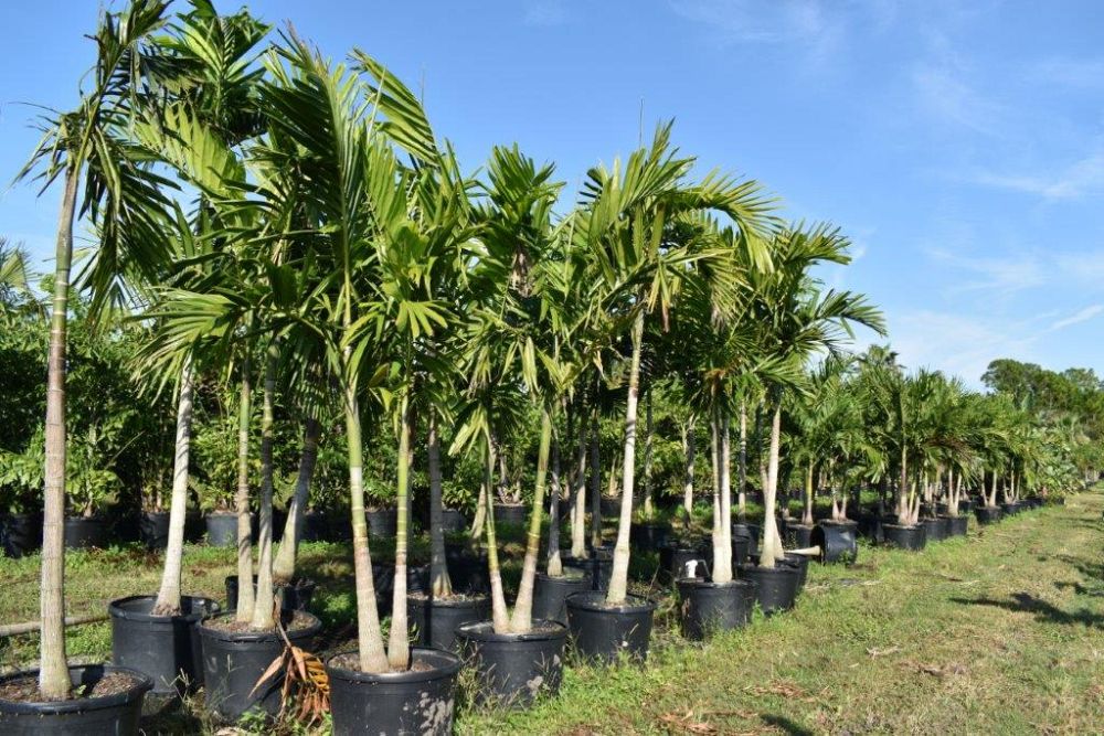ptychosperma-elegans-alexander-palm-solitaire-palm