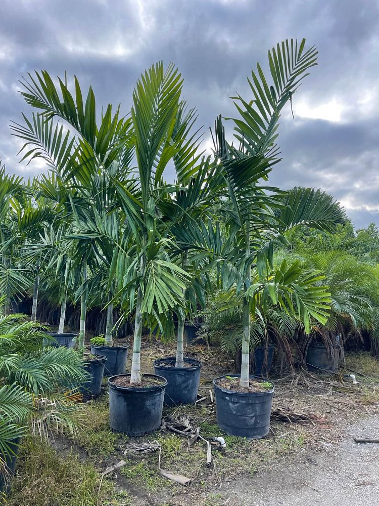 ptychosperma-elegans-alexander-palm-solitaire-palm