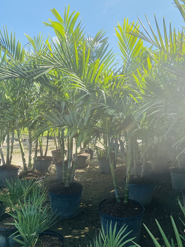 ptychosperma-elegans-alexander-palm-solitaire-palm