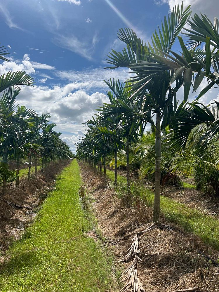 ptychosperma-elegans-alexander-palm-solitaire-palm